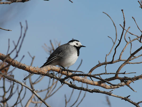 Västäräkki, White Wagtail, Motacilla alba
